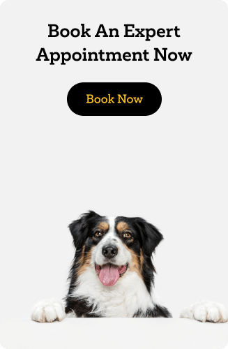 Book now pup
