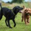 Understanding the Importance of Socialisation in Dogs