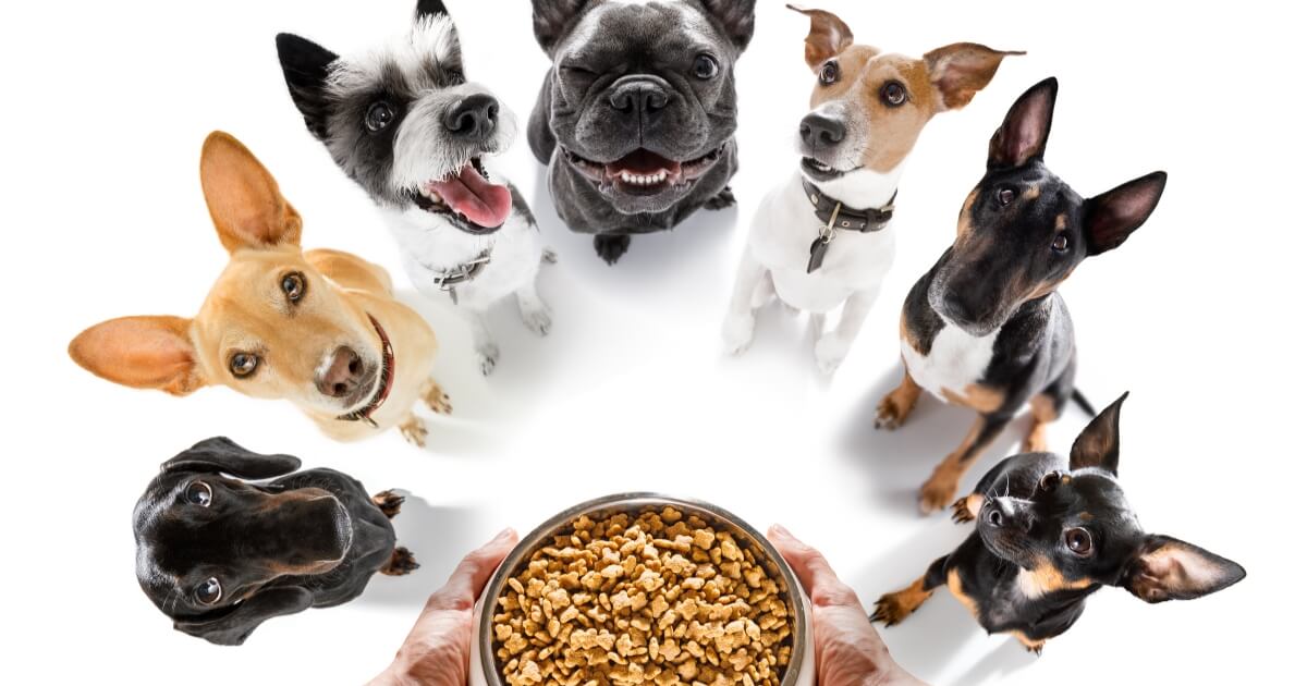 Dogwise daycare dog nutrition