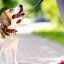 Leash the Anxiety, Unleash the Fun: Adelaide Dog Behaviourist Help You Reclaim Your Walks