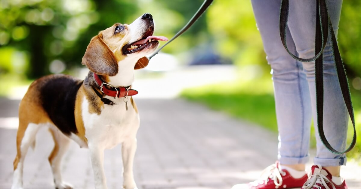 Adelaide owner dog walk
